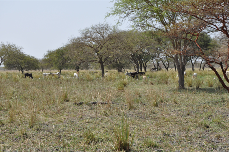 Cows on a field under trees