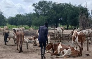A Nuer man in front of cattle