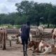 Dispute Management through Cattle Compensation Among the Nuer in Greater Akobo