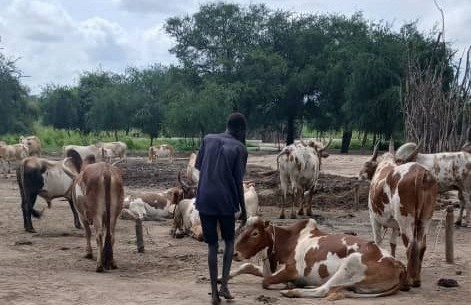 A Nuer man in front of cattle